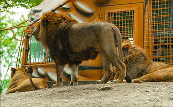 画像：九州自然動物公園アフリカンサファリ